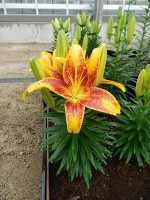 [5043 TinyParrot No01.JPG]